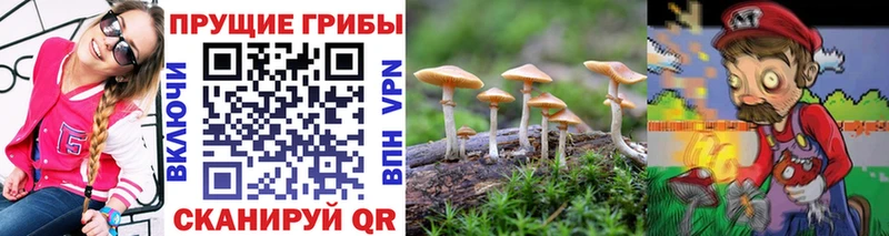 blacksprut сайт  Сясьстрой  Псилоцибиновые грибы ЛСД 